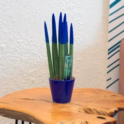 Farvet bajonetplante - Sansevieria cylindrica - Højde 20-40cm - ⌀9cm