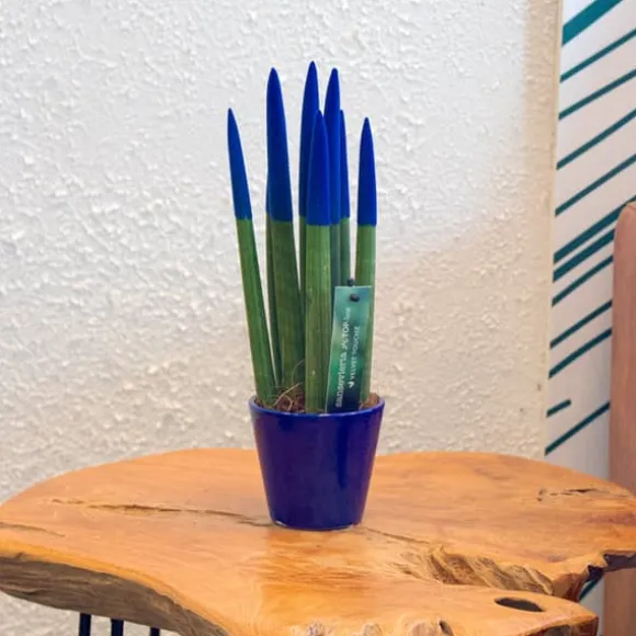 Farvet bajonetplante - Sansevieria cylindrica - Højde 20-40cm - ⌀9cm