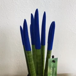 Farvet bajonetplante - Sansevieria cylindrica - Højde 20-40cm - ⌀9cm