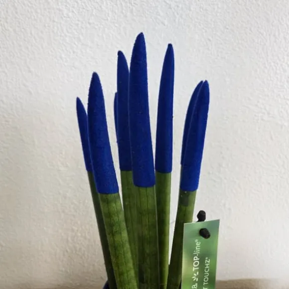 Farvet bajonetplante - Sansevieria cylindrica - Højde 20-40cm - ⌀9cm
