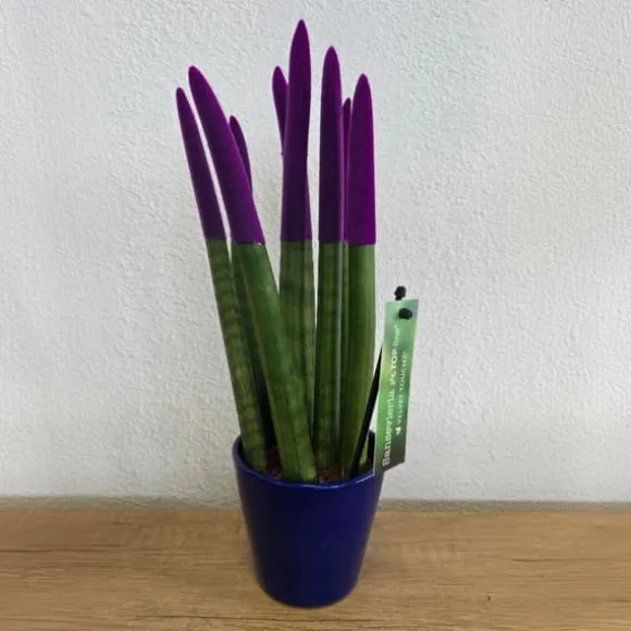 Farvet bajonetplante - Sansevieria cylindrica - Højde 20-40cm - ⌀9cm