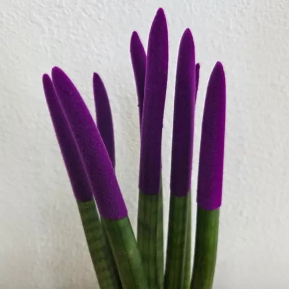 Farvet bajonetplante - Sansevieria cylindrica - Højde 20-40cm - ⌀9cm