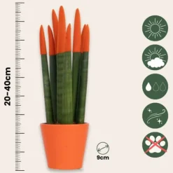 Farvet bajonetplante - Sæt med 2 - Sansevieria cylindrica - Højde 20-40cm - ⌀9cm