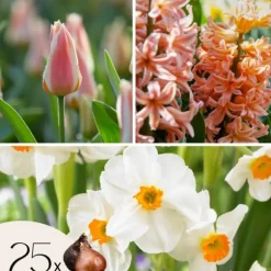 Ferskenblush - Sæt med 25 - Narcissus, Tulipa, Hyacinthus - Blomsterløg