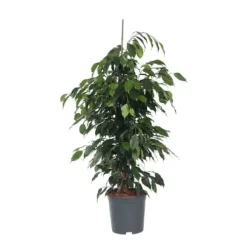 Ficus - Ficus benjamina 'Danielle' - Højde 100-110cm - ⌀21cm