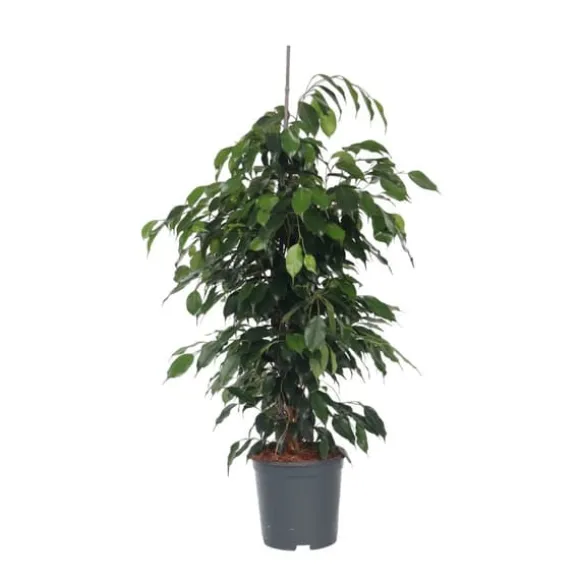 Ficus - Ficus benjamina 'Danielle' - Højde 100-110cm - ⌀21cm