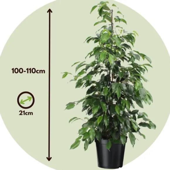 Ficus - Ficus benjamina 'Danielle' - Højde 100-110cm - ⌀21cm