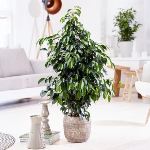 Ficus - Ficus benjamina 'Danielle' - Højde 100-110cm - ⌀21cm