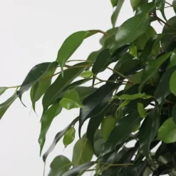 Ficus - Ficus benjamina 'Danielle' - Højde 100-110cm - ⌀21cm