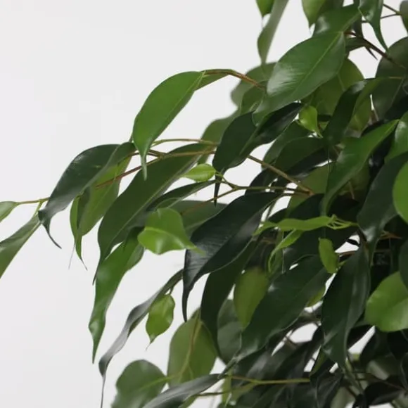 Ficus - Ficus benjamina 'Danielle' - Højde 100-110cm - ⌀21cm