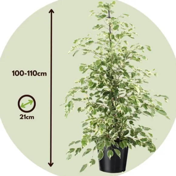 Ficus - Ficus Benjamina 'Twilight' - Højde 100-110cm - ⌀21cm
