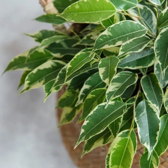 Ficus - Ficus Benjamina 'Twilight' - Højde 100-110cm - ⌀21cm