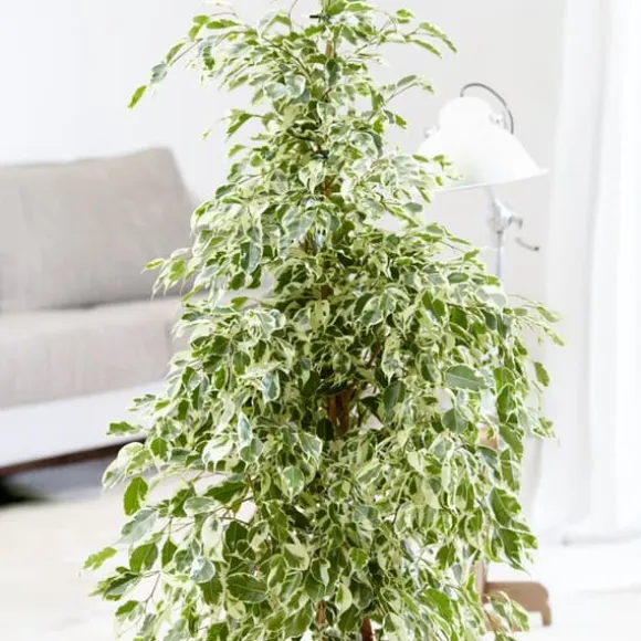 Ficus - Ficus Benjamina 'Twilight' - Højde 100-110cm - ⌀21cm