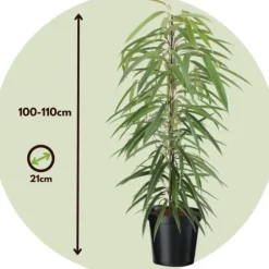 Ficus - Ficus binnendijkii - Højde 100-110cm - ⌀21cm