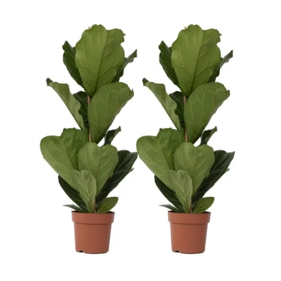 Ficus Lyrata 'Violin blad plante' - x2 - Stueplante - ø21cm - Højde 70-90cm