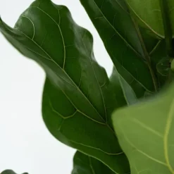Ficus Lyrata 'Violin blad plante' - x2 - Stueplante - ø21cm - Højde 70-90cm