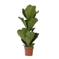 Ficus Lyrata 'Violin blad plante' - Stueplante - ø21cm - Højde 70-90cm