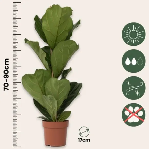 Ficus Lyrata 'Violin blad plante' - Stueplante - ø21cm - Højde 70-90cm