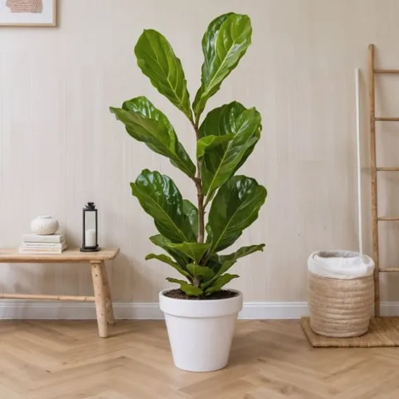 Ficus Lyrata 'Violin blad plante' - Stueplante - ø21cm - Højde 70-90cm