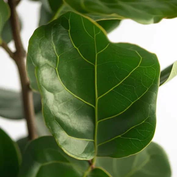 Ficus Lyrata 'Violin blad plante' - Stueplante - ø21cm - Højde 70-90cm