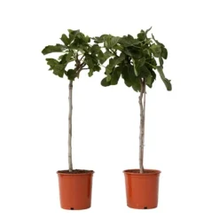Figen - Sæt med 2 - Ficus Carica - Højde 70-90cm - ⌀21cm