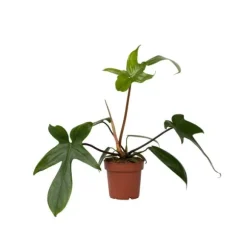 Filodendron - Philodendron 'Florida Green' - Højde 20-30cm - ⌀12cm