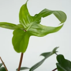 Filodendron - Philodendron 'Florida Green' - Højde 20-30cm - ⌀12cm