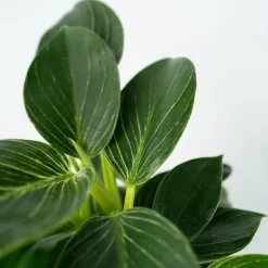 Filodendron - Philodendron 'White Wave' - Højde 25-40cm - ⌀12cm