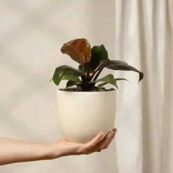 Filodendron - Philodendron 'Imperial Red' - Højde 50cm - ⌀19cm