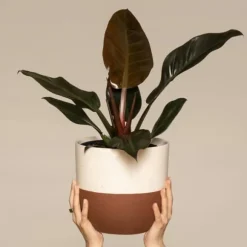 Filodendron - Philodendron 'Imperial Red' - Højde 50cm - ⌀19cm