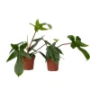 Filodendron - Sæt med 2 - Philodendron 'Florida Green' - Højde 20-30cm - ⌀12cm