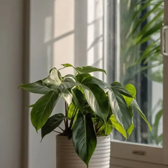 Filodendron - Sæt med 2 - Philodendron 'Florida Green' - Højde 20-30cm - ⌀12cm