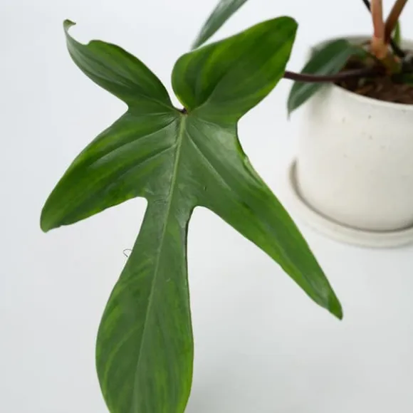 Filodendron - Sæt med 2 - Philodendron 'Florida Green' - Højde 20-30cm - ⌀12cm
