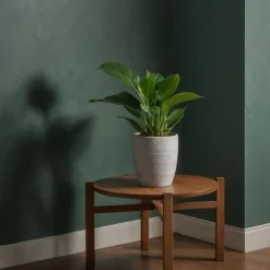 Filodendron - Sæt med 2 - Philodendron 'Green Princess' - Højde 20-30cm - ⌀12cm