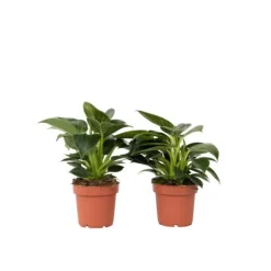 Filodendron - Sæt med 2 - Philodendron 'White Wave' - Højde 25-40cm - ⌀12cm