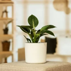 Filodendron - Sæt med 2 - Philodendron 'White Wave' - Højde 25-40cm - ⌀12cm
