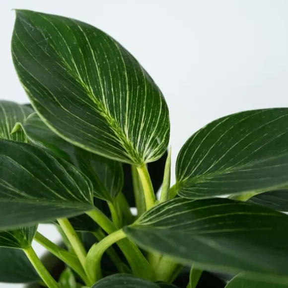 Filodendron - Sæt med 2 - Philodendron 'White Wave' - Højde 25-40cm - ⌀12cm