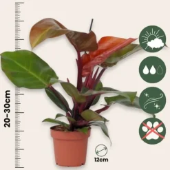 Filodendron - Sæt med 2 - Philodendron 'Sun Light' - Højde 20-30cm - ⌀12cm