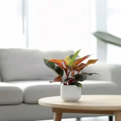 Filodendron - Sæt med 2 - Philodendron 'Sun Light' - Højde 20-30cm - ⌀12cm