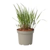 Fingergræs - Panicum Virgatum 'Squaw' - Højde 40-60cm - ⌀23cm