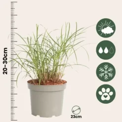 Fingergræs - Panicum Virgatum 'Squaw' - Højde 40-60cm - ⌀23cm