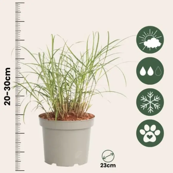 Fingergræs - Panicum Virgatum 'Squaw' - Højde 40-60cm - ⌀23cm