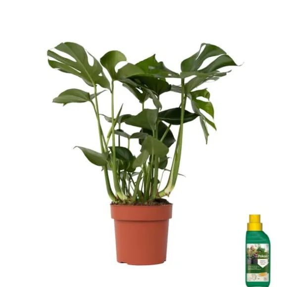Fingerphilodendron - Monstera deliciosa - Højde 70-80cm - ⌀21cm