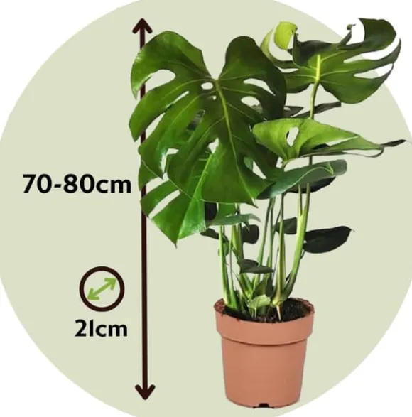 Fingerphilodendron - Monstera deliciosa - Højde 70-80cm - ⌀21cm