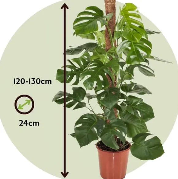 Fingerphilodendron - Monstera deliciosa - Højde 120-130cm - ⌀24cm