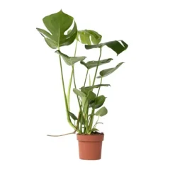 Fingerphilodendron - Monstera deliciosa - Højde 50-60cm - ⌀17cm
