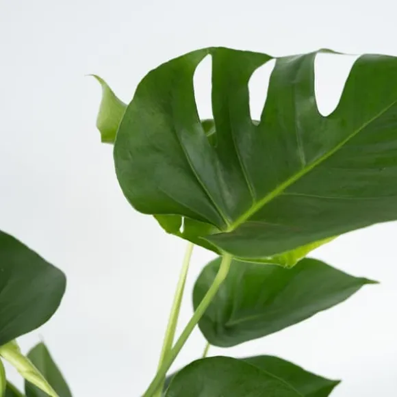 Fingerphilodendron - Monstera deliciosa - Højde 50-60cm - ⌀17cm