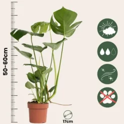 Fingerphilodendron - Sæt med 2 - Monstera deliciosa - Højde 50-60cm - ⌀17cm