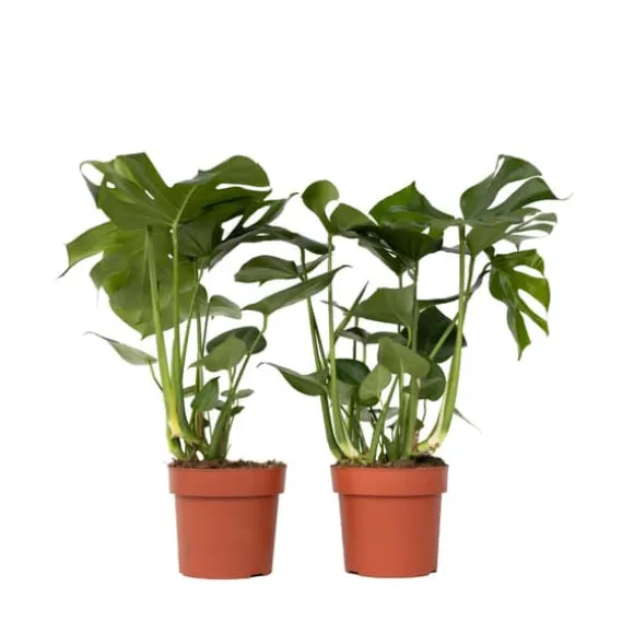 Fingerphilodendron - Sæt med 2 - Monstera deliciosa - Højde 70-80cm - ⌀21cm