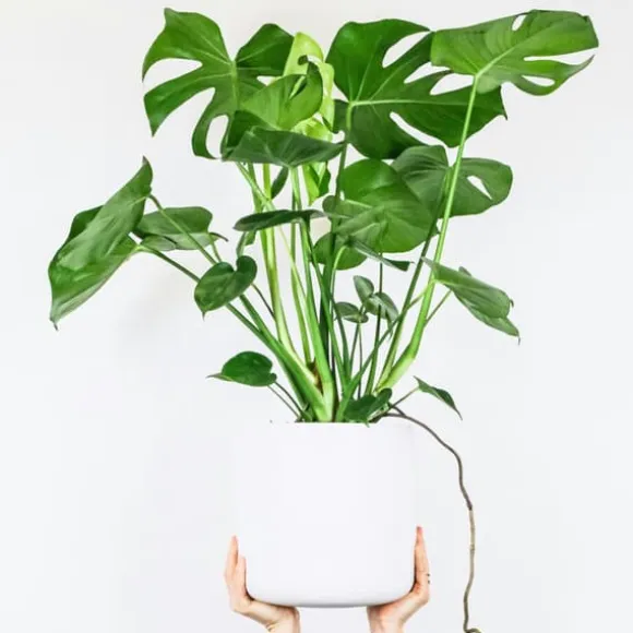 Fingerphilodendron - Sæt med 2 - Monstera deliciosa - Højde 70-80cm - ⌀21cm